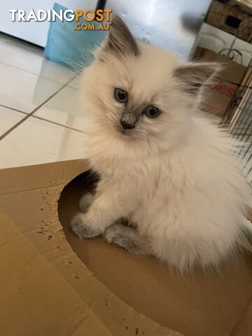 Purebred Ragdoll kittens