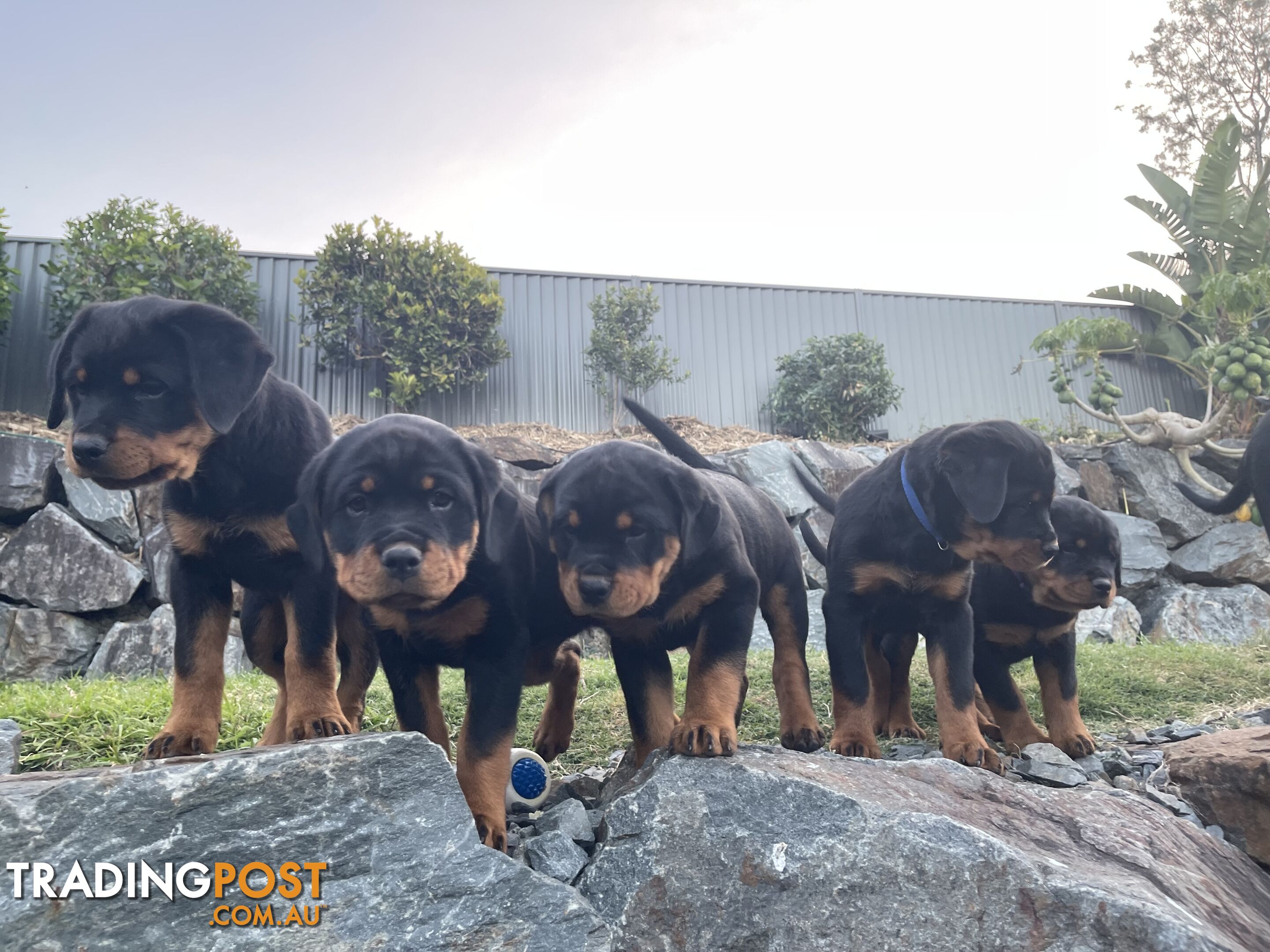 Purebred Rottweiler Rottweilers Pure Bred MUST GO NOW