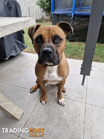 American Staffy Puppy