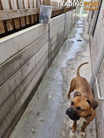 American Staffy Puppy