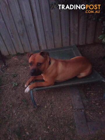 American Staffy Puppy