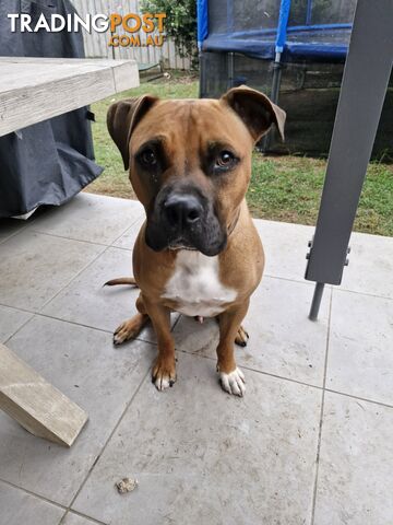 American Staffy Puppy