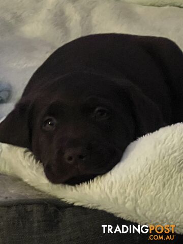 Labrador Puppies