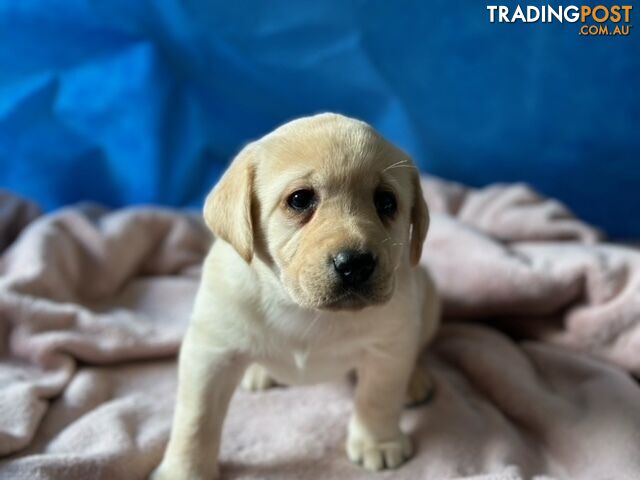 Labrador Puppies