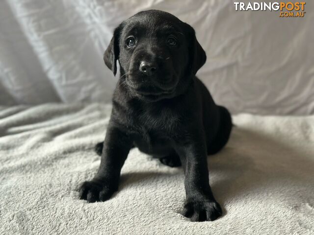 Labrador Purebred Puppies for sale as loved pets