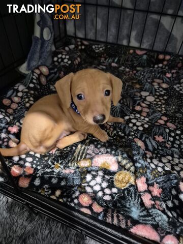 Miniature Dachshund Puppies