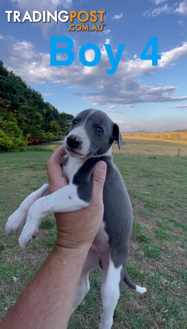 Pure Whippets