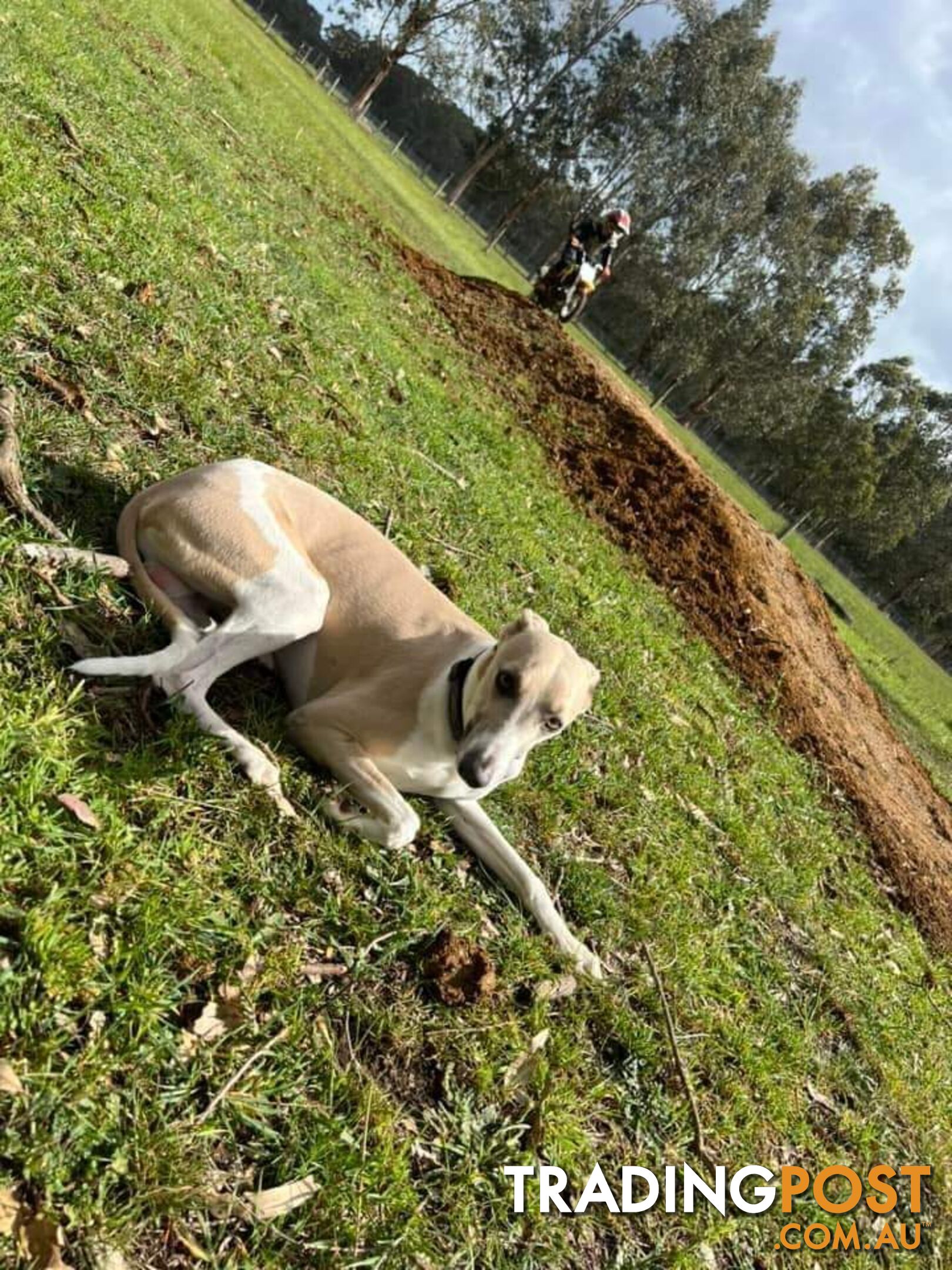 Whippet Puppies Blue and White