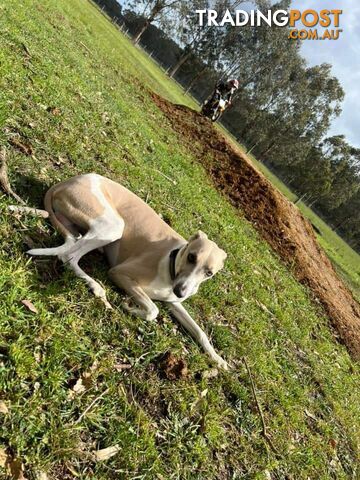 Whippet Puppies Blue and White