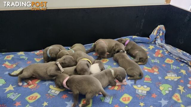 Whippet Puppies Blue and White