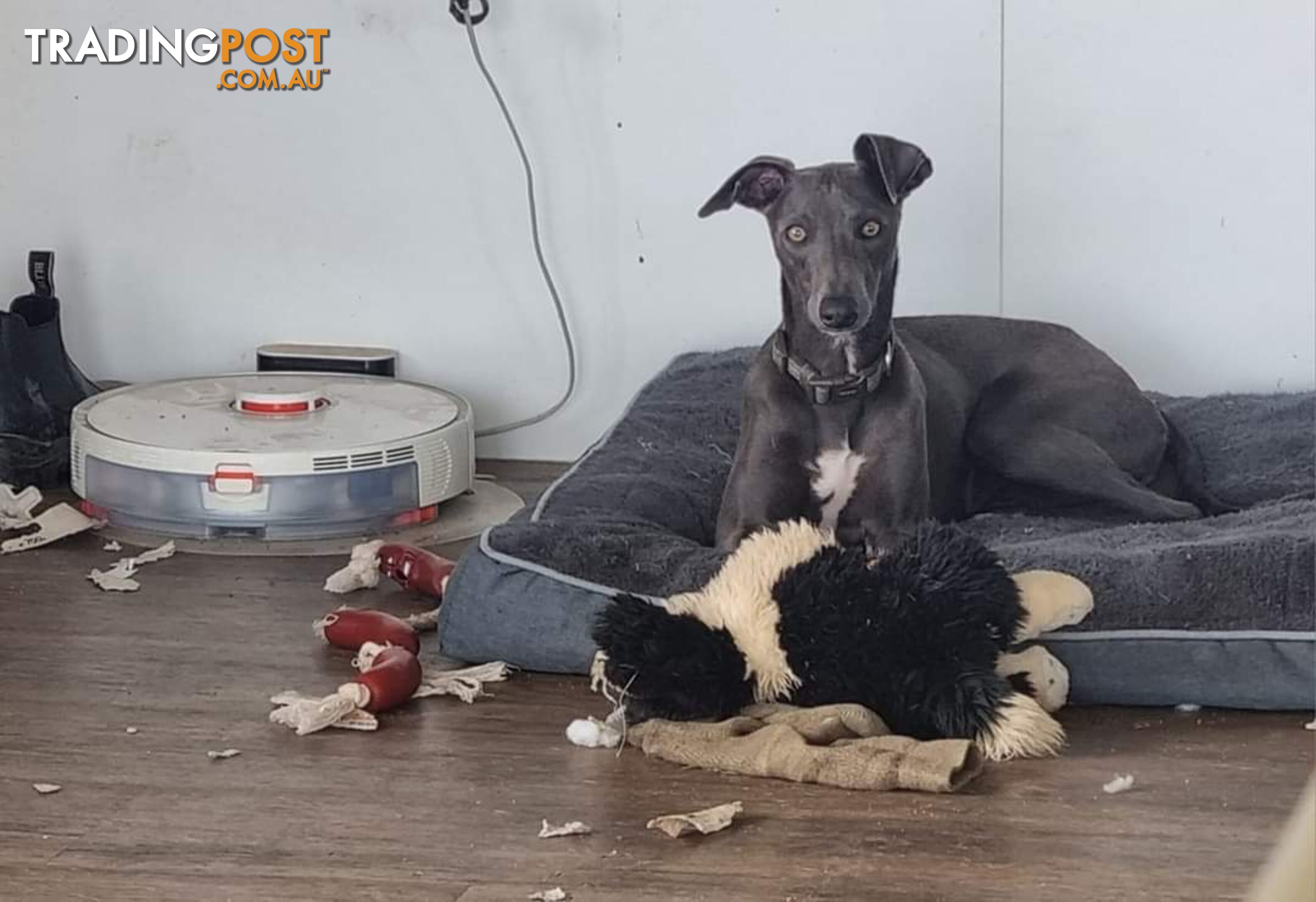 Whippet Puppies Blue and White