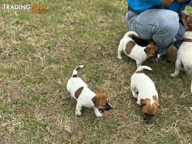 Gorgeous Jack Russell Pups