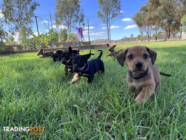 Miniature dachshund x Kelpie pups