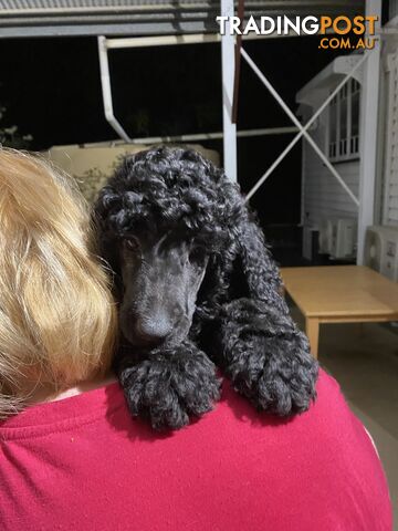 STANDARD POODLE PUREBRED PUPS  all sold