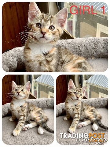Ragdoll x British Shorthair Kittens - Rare and Unique
