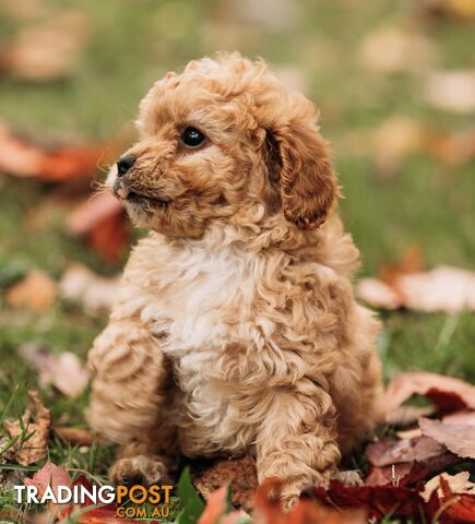 Stunning Cavoodle puppies 8 weeks old and ready for their new homes!