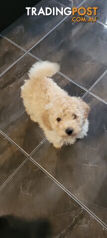 Poodle puppies miniture