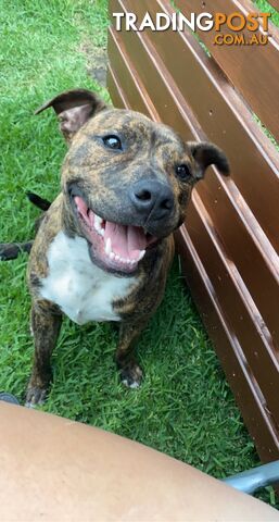 Male staffy free to good home