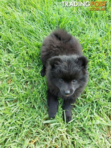 Pomeranian puppies for sale