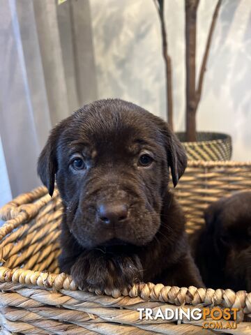 Labrador puppies