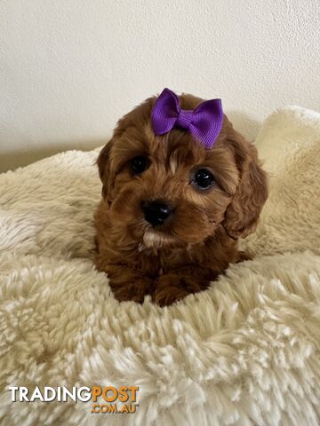 Cavoodle puppies