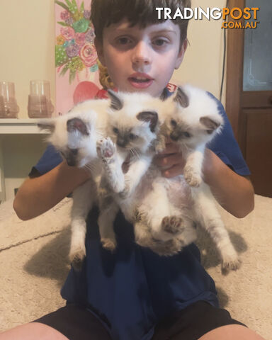 Purebred ragdoll kittens
