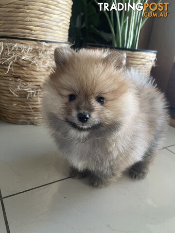 Pure Bred Male Pomeranian