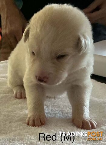 Blonde German Shepherd x Border Collie (Shollie) Puppies