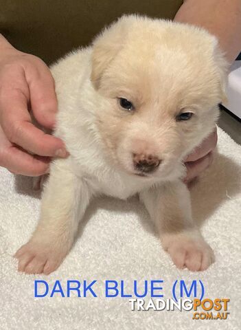 Blonde German Shepherd x Border Collie (Shollie) Puppies