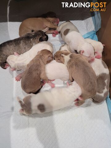 Gorgeous American Staffie pups. 4 weeks old