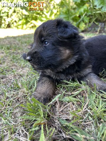 Pure German Shepherd Pups