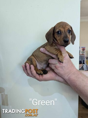 Miniature Dachshund