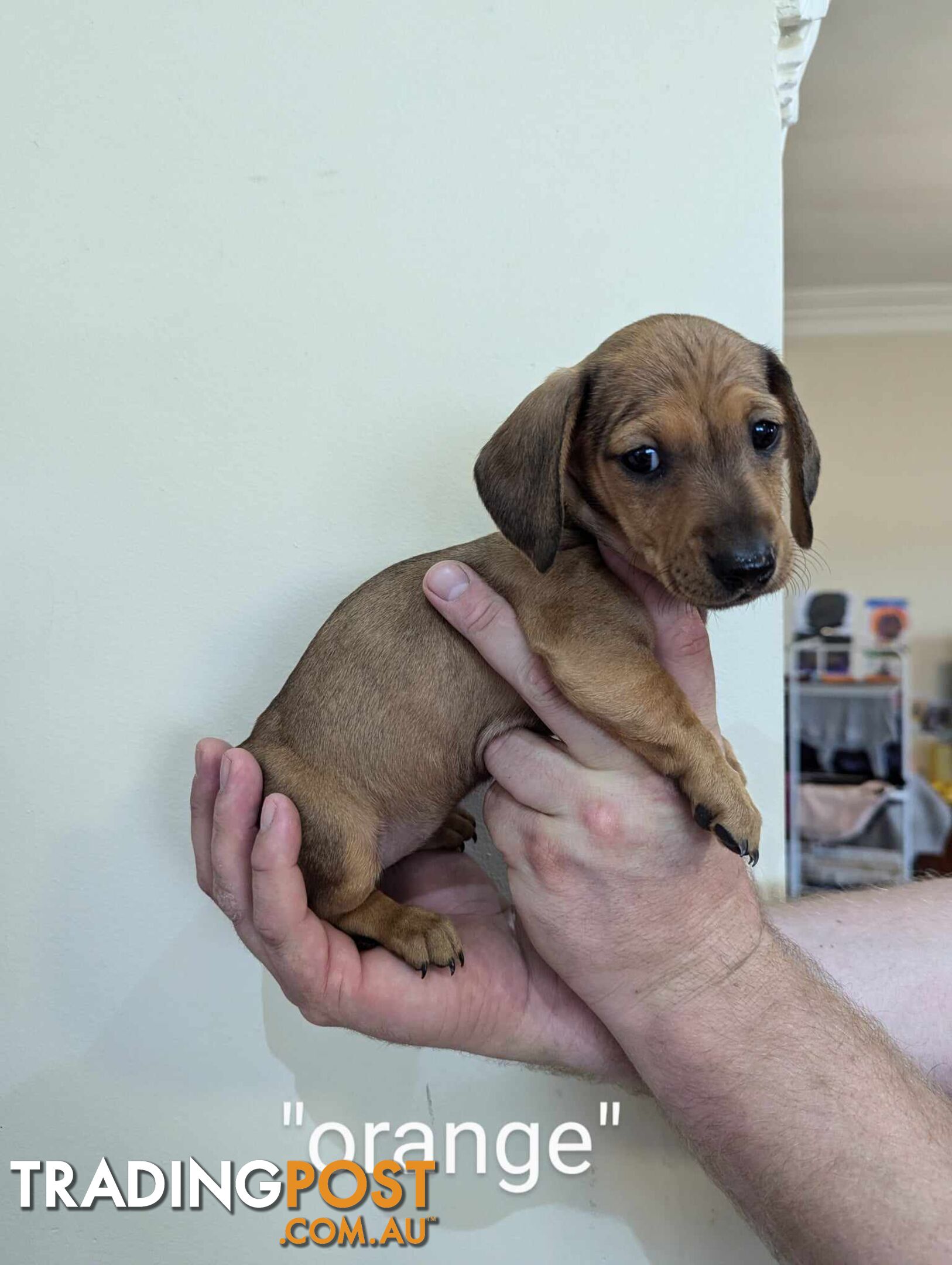 Miniature Dachshund