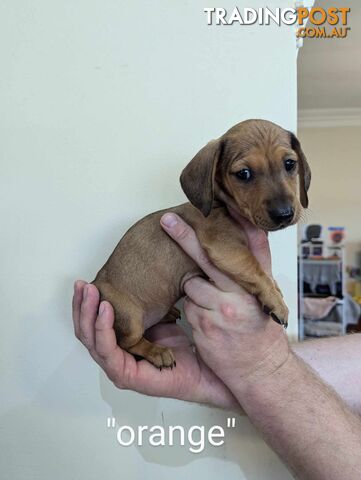 Miniature Dachshund