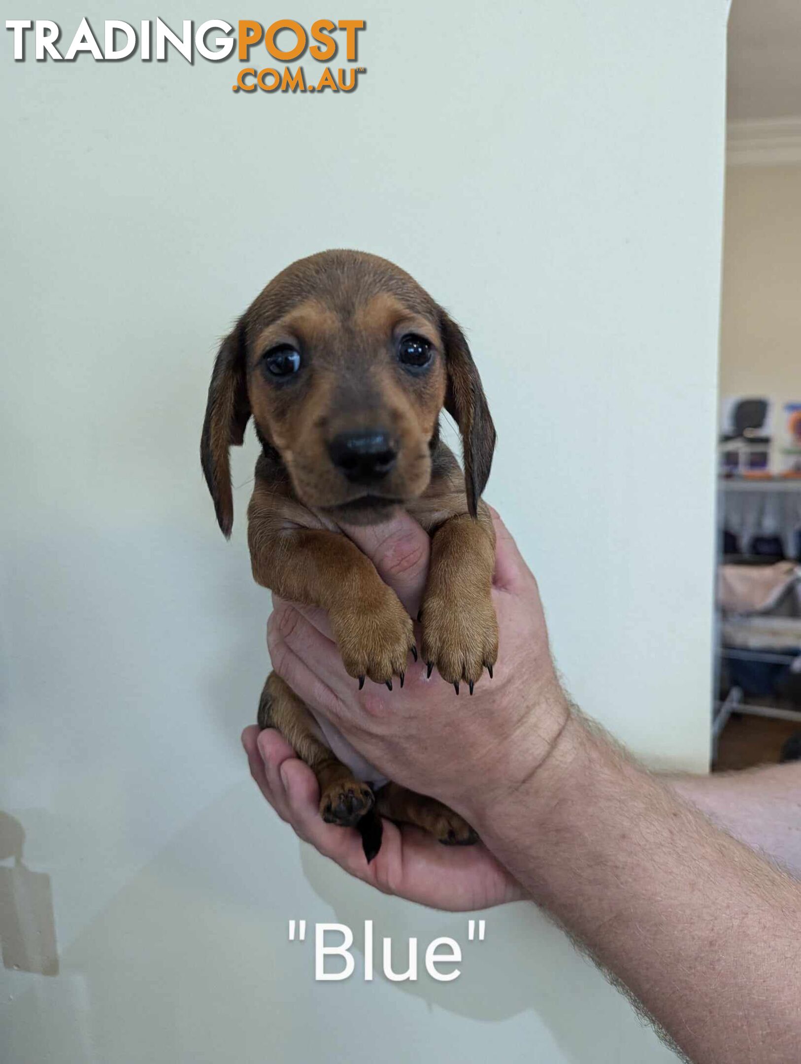 Miniature Dachshund