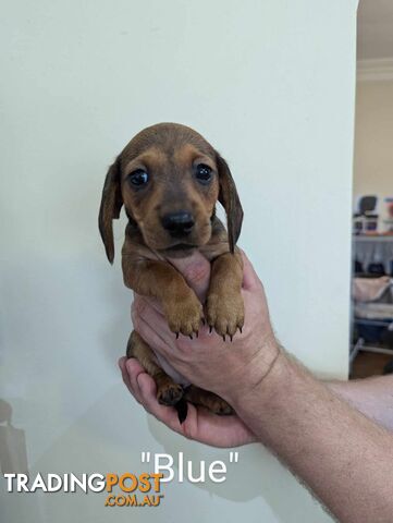 Miniature Dachshund