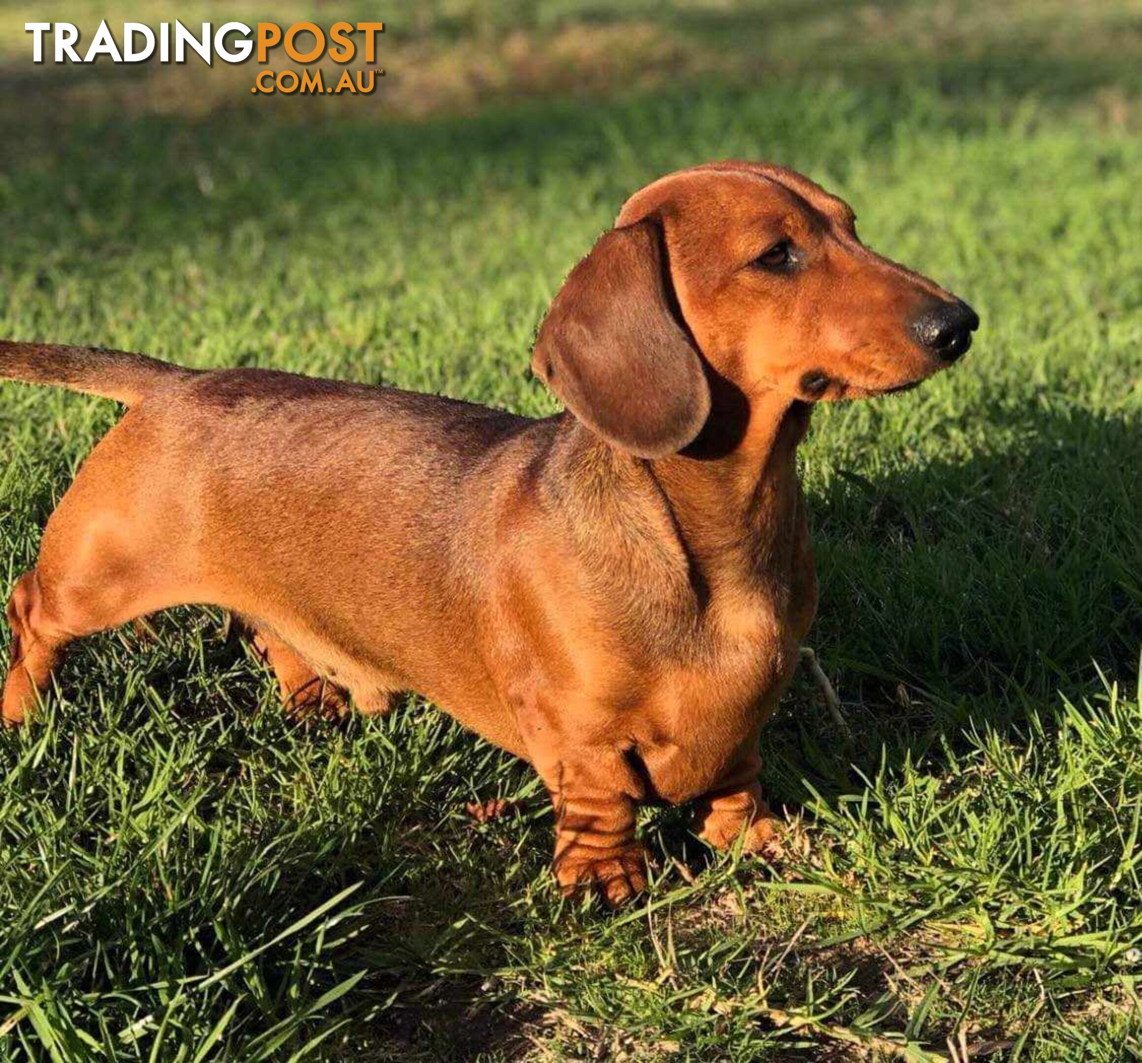 Miniature Dachshund