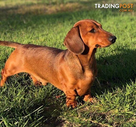 Miniature Dachshund