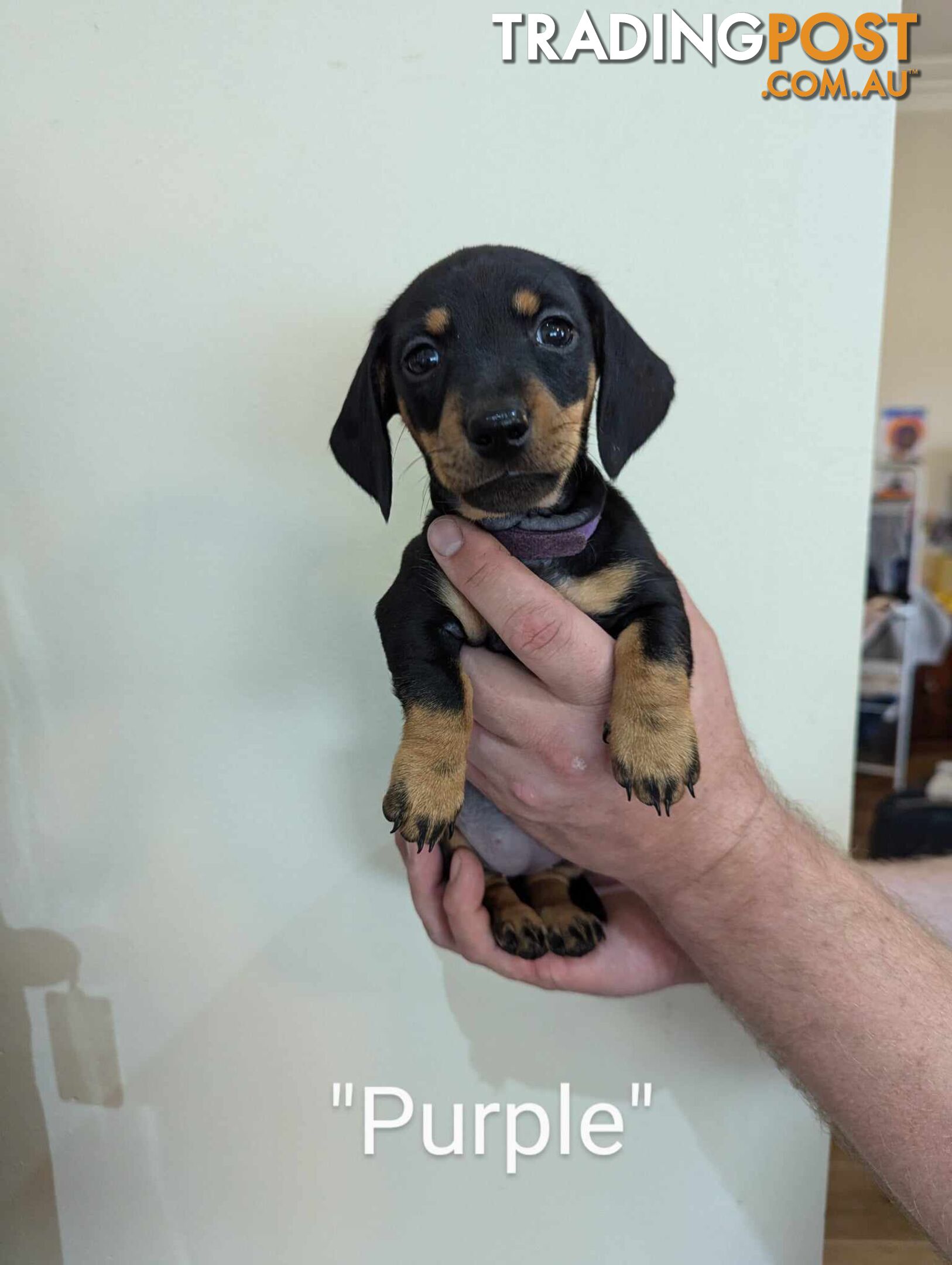 Miniature Dachshund