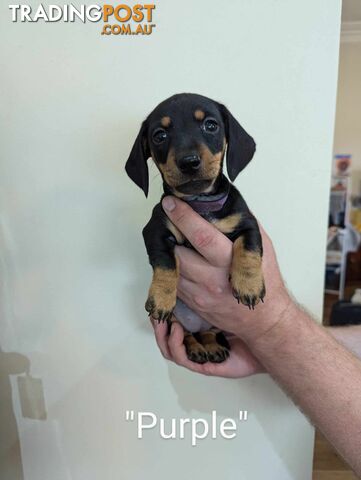 Miniature Dachshund