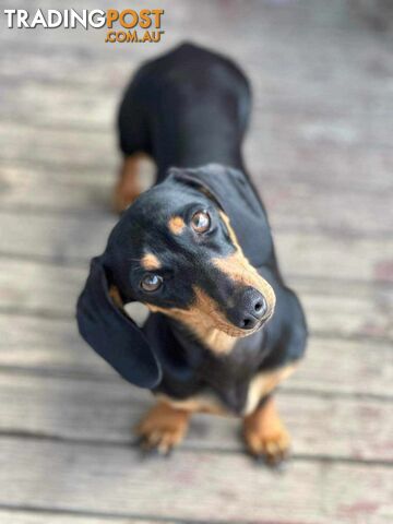 Miniature Dachshund