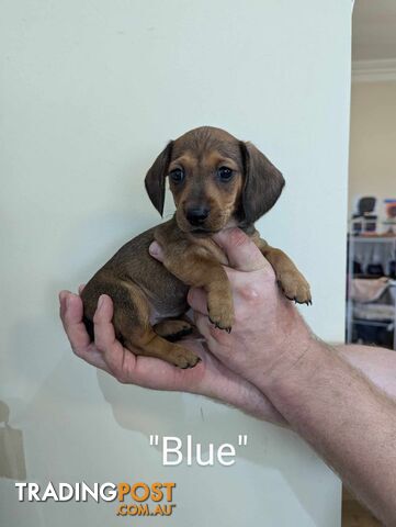 Miniature Dachshund