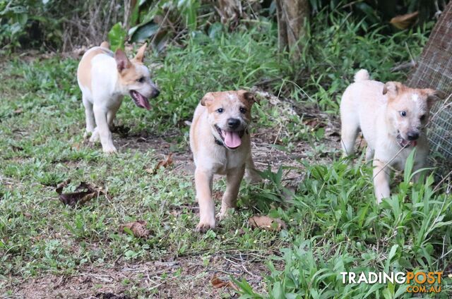 RED AUSTRALIAN STUMPY TAIL CATTLE PUPS