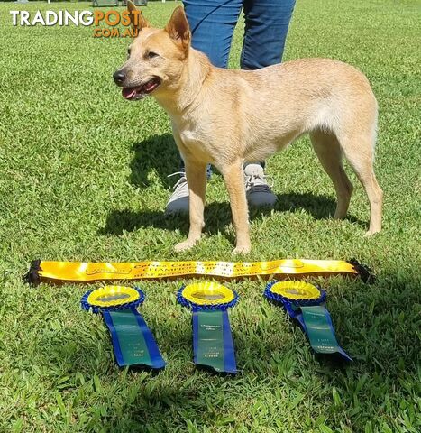 RED AUSTRALIAN STUMPY TAIL CATTLE PUPS