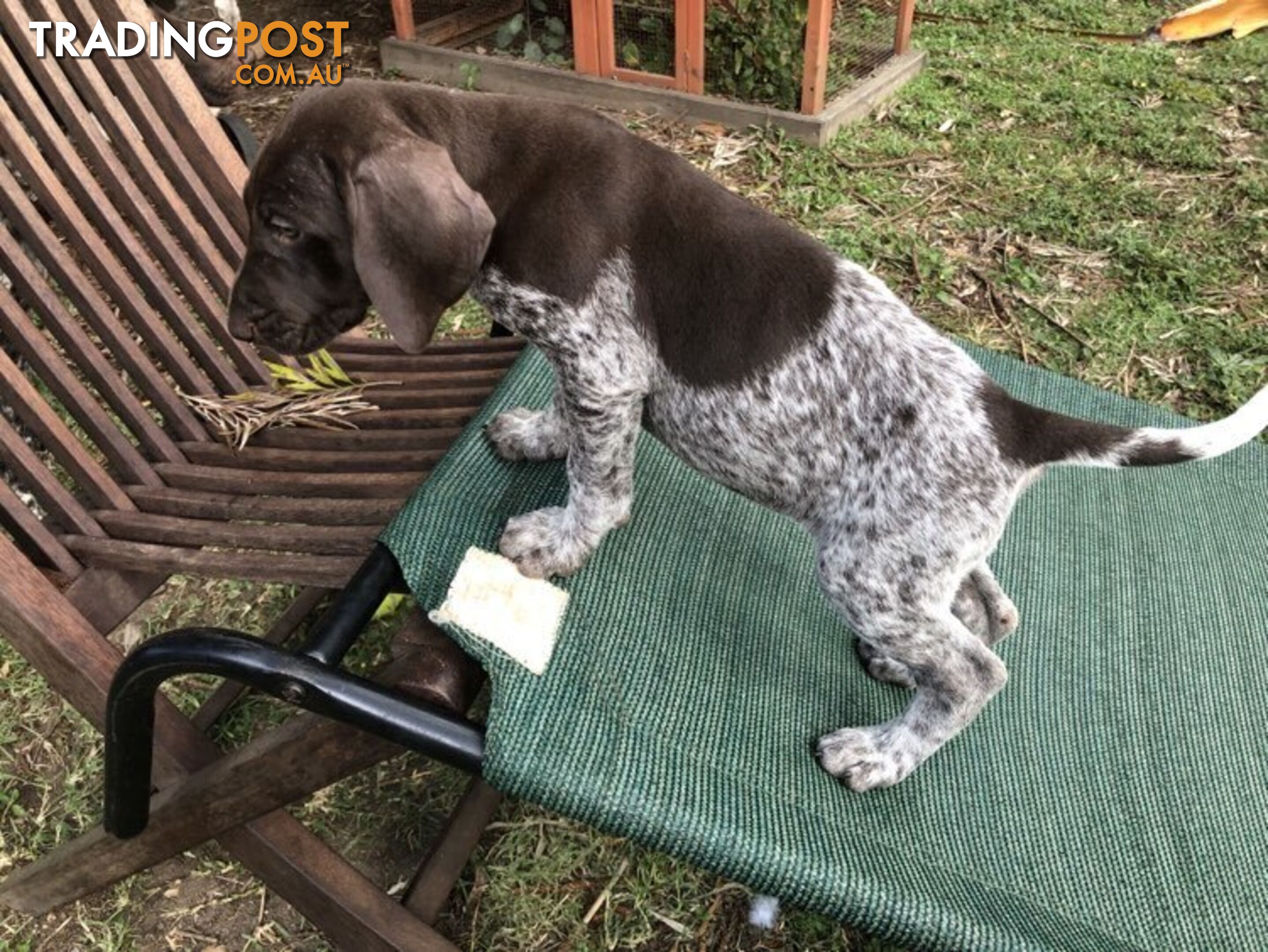 German Shorthaired Pointer