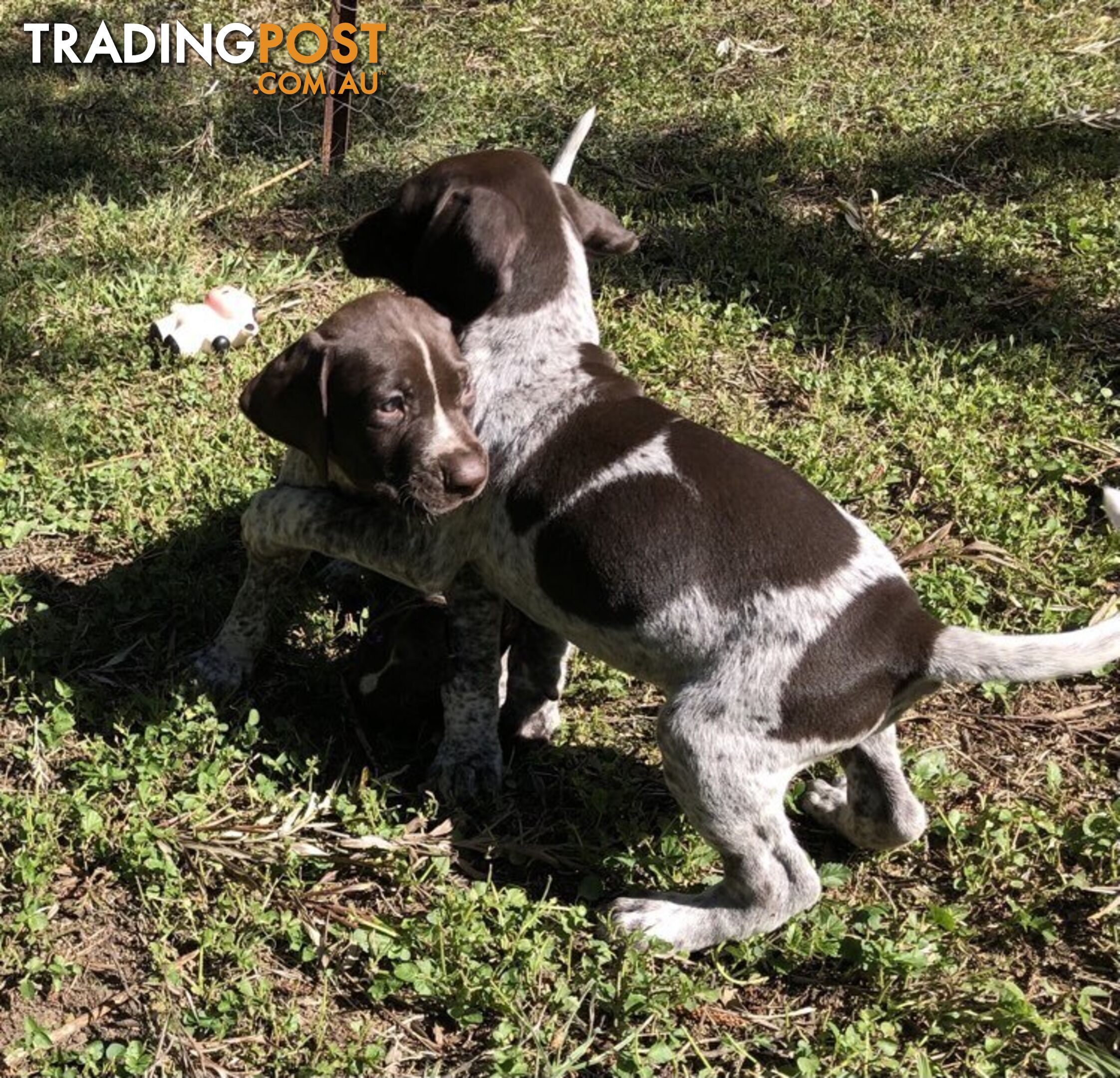 German Shorthaired Pointer