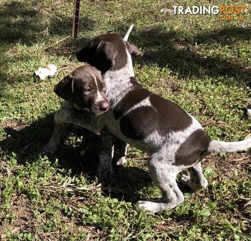 German Shorthaired Pointer