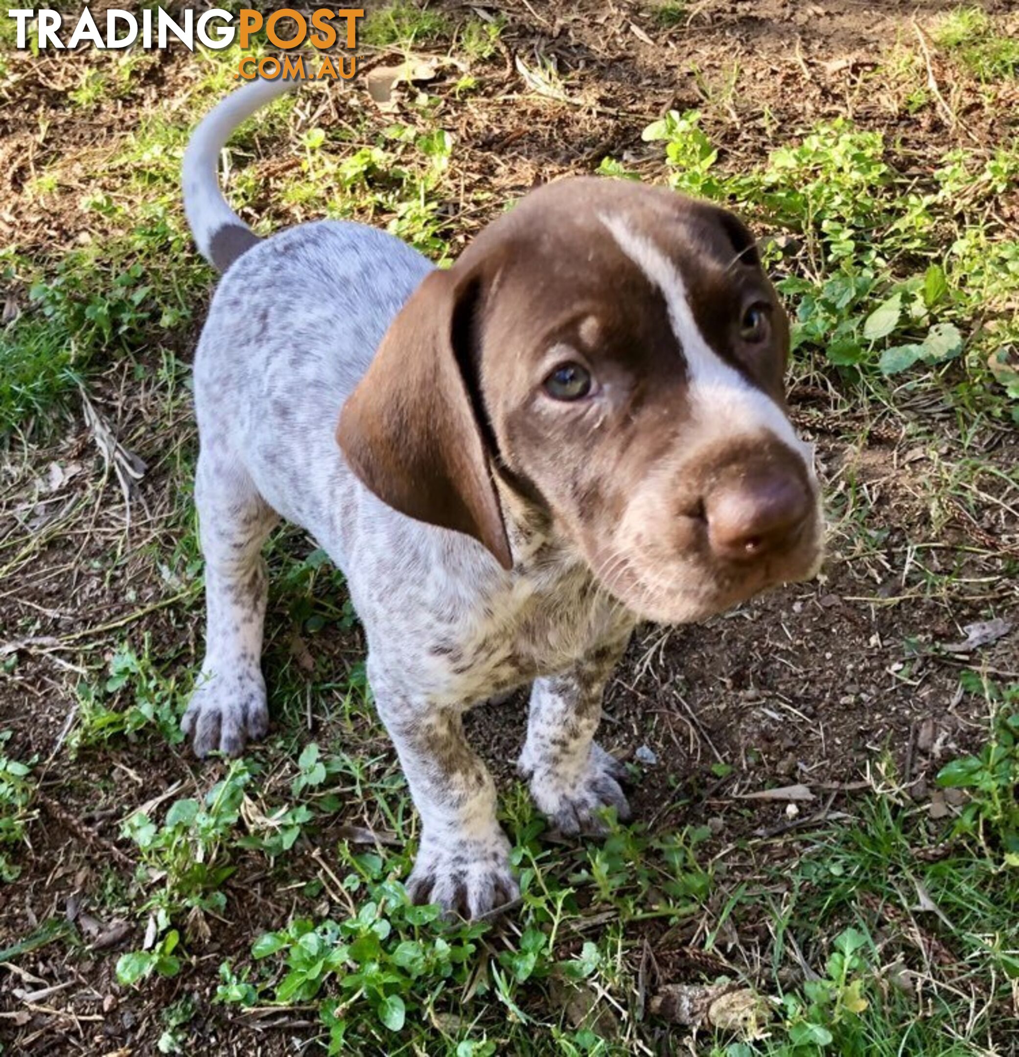 German Shorthaired Pointer