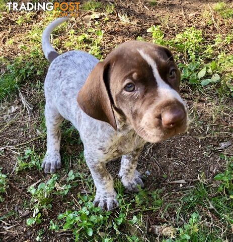 German Shorthaired Pointer