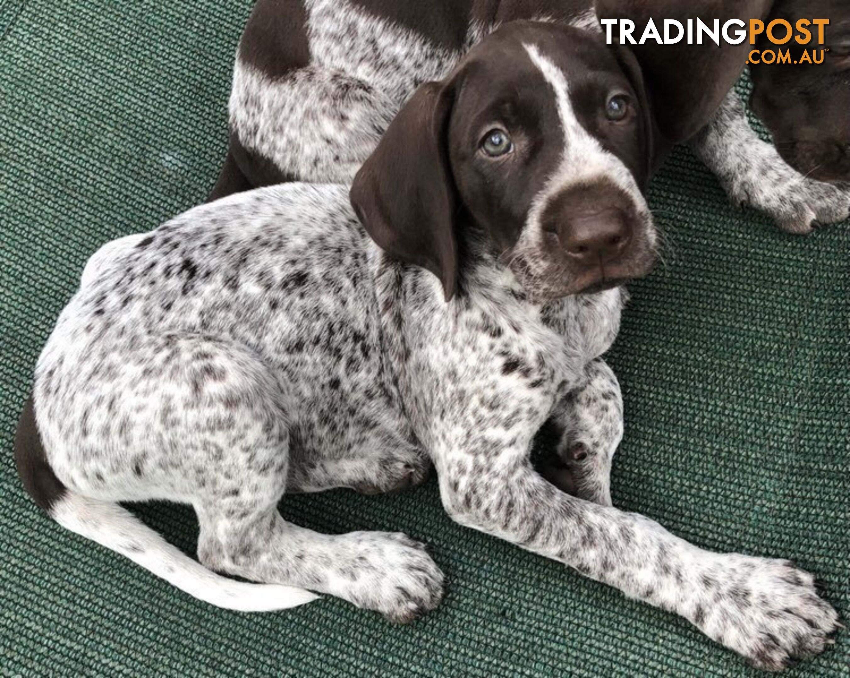 German Shorthaired Pointer